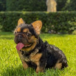 Sauce - French Bulldog