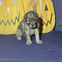Boy 3 - Merle male Goldendoodle puppy in Maumee, Ohio from Bell's Doodles