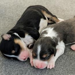 Aussiedoodle puppies from Ridgeview Aussiedoodles