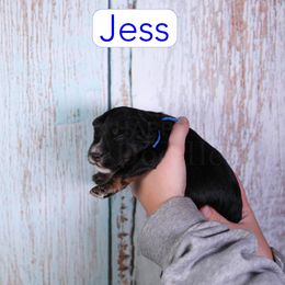 Jess - Black tri-color male Assorted Doodle Crosses puppy in Calhoun, Georgia from Happy Top Doodles