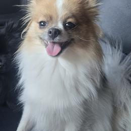 Roxy - Pomeranian