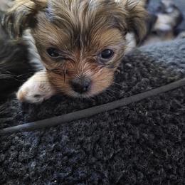 Mi-Ki Puppies from Moonstone miki's