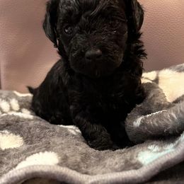 Girl 1 - Black Cockapoo puppy in Fort Gibson, Oklahoma from Purser Puppy Patch