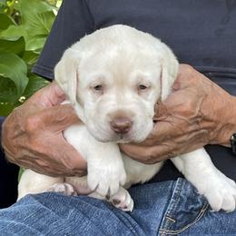Labrador Retriever Puppies from Windbush