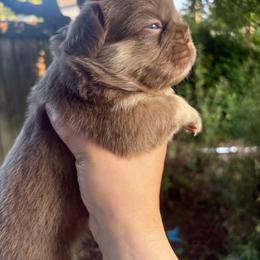 Ginger - Tricolors female French Bulldog puppy in Puyallup, Washington from Sarra's French Bulldogs