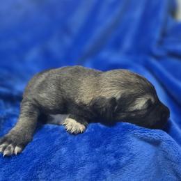 Anatolian Shepherd Dog Puppies from Florida Anatolian Shepherds