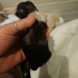 Cindy Lou - Brindle and white female Shih Tzu puppy in Cook County, Illinois from My Tzu Crew