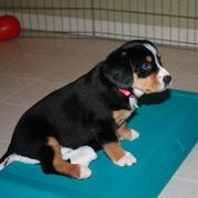 Entlebucher Mountain Dog Puppies from Excel-Entlebuchers