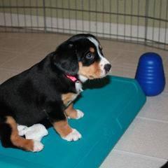 Entlebucher Mountain Dog Puppies from Excel-Entlebuchers