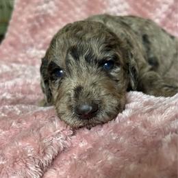 Girl 2 - Merle female Labradoodle puppy in Lowville, New York from Adirondack Labradoodles