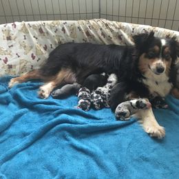 Australian Shepherd and Miniature Australian Shepherd Puppies from Holly Spring Farm Australian Shepherds