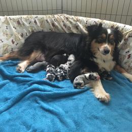 Australian Shepherd and Miniature Australian Shepherd Puppies from Holly Spring Farm Australian Shepherds