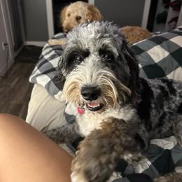 Novi - Bernedoodle