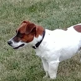 Baxter - Russell Terrier