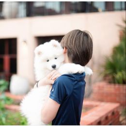 Samoyed Puppies from Hill Country Samoyeds