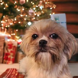 Fancy - Shih Tzu