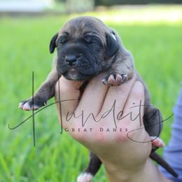 Opal - Brindle female Great Dane puppy in Denison, Texas from Hundeity Great Danes