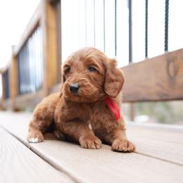 Red collar - Red  female Goldendoodle puppy in Spokane, Washington from Doodle Love