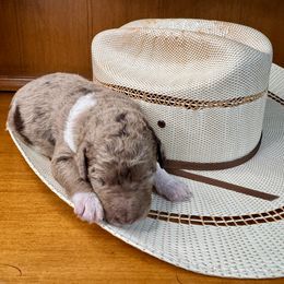 Labradoodle Puppies from Maple Bakin’ Doodles