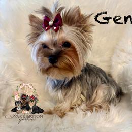 Gem - Yorkshire Terrier