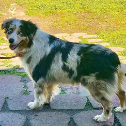 Iris - Australian Shepherd