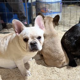 French Bulldog and Labrador Retriever Puppies from Desiree Ortiz's French Bull Dogs and Labrador Retrievers