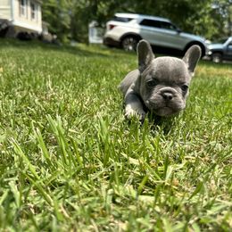 French Bulldog Puppies from Elkins Kennel