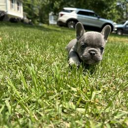 French Bulldog Puppies from Elkins Kennel