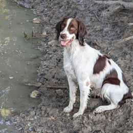English Springer Spaniel All Grown Up from Sho-Me Springers