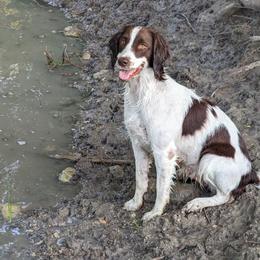 English Springer Spaniel All Grown Up from Sho-Me Springers