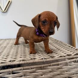 Penny - Sable female Dachshund puppy in Modesto, California from Raws Doxies