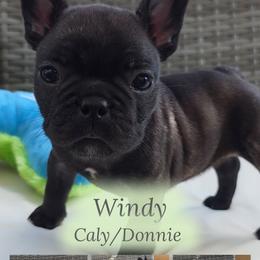 Windy - Brindle female French Bulldog puppy in Polk City, Florida from Best Friend Frenchies, LLC