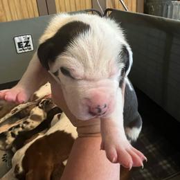 Matcha - Harlequin female Great Dane puppy in Marlow, New Hampshire from Fox Hill Danes