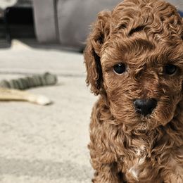 Cockapoos and Goldendoodles from Meghan McKay