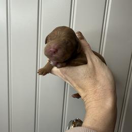 Boy 3 - Red  male Goldendoodle puppy in Fayetteville, Arkansas from Silver Hill Farm