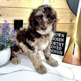 Goldendoodle Puppies from Jeremy Dafoe