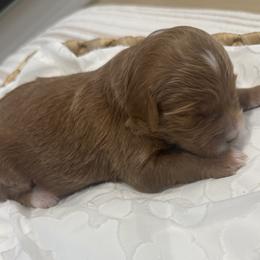 Gunner - Red  male Goldendoodle puppy in Salem, Utah from Karmadoodlee