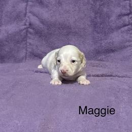 Dachshund Puppies from Lady Maye Dachshund's