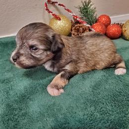 Myrtle - Liver female Miniature Schnauzer puppy in Sandy, Utah from Phantom League Schnauzers