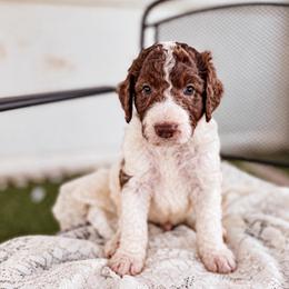 Bowie - Merle male Labradoodle puppy in Elizabeth City, North Carolina from Howdy Doodles
