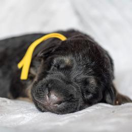 German Shepherd Puppies from Vom Haus Rabenstein