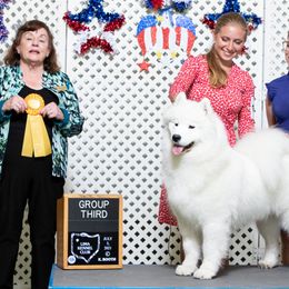 Samoyeds from Snowbright