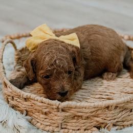 Avery Anna - Red  female Goldendoodle puppy in Lumberton, Mississippi from SouthernDoodlebug/ Utah Doodlebug