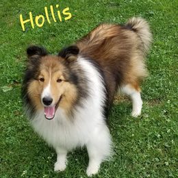 Hollis - Shetland Sheepdog