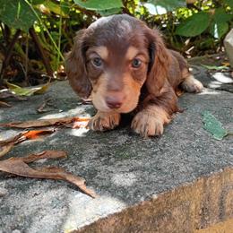 Boss - Chocolate and cream male Dachshund puppy in Dayton, Ohio from LUXEYPUPS