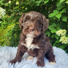 Oso - Brown and white male Bernedoodle puppy in Fairmont, West Virginia from Mountainside Doodles, LLC