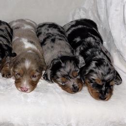 Dachshund Puppies from Tabs Teenie Weenies 🌭