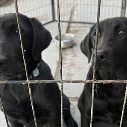 Girl 2 - Black Labrador Retriever puppy in Wapato, Washington from Crown Royal hunting Labs