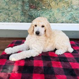 Chase - White male Poodle puppy in Roseville, California from Aura & Luxe Poodles