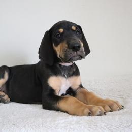 Pebbles - Black female Great Dane puppy in Edinburg, Texas from Chestnut Great Danes